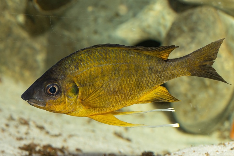 Ophthalmotilapia nasuta 'Kipili'